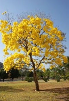 Handroanthus serratifolius Yellow Trumpet Tree